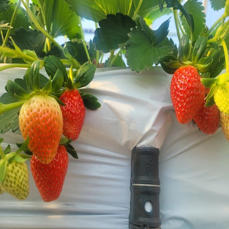 두타롱,[1~2월 한정] 두타롱 딸기 500g/ 1kg(삼척산 딸기, GAP인증)