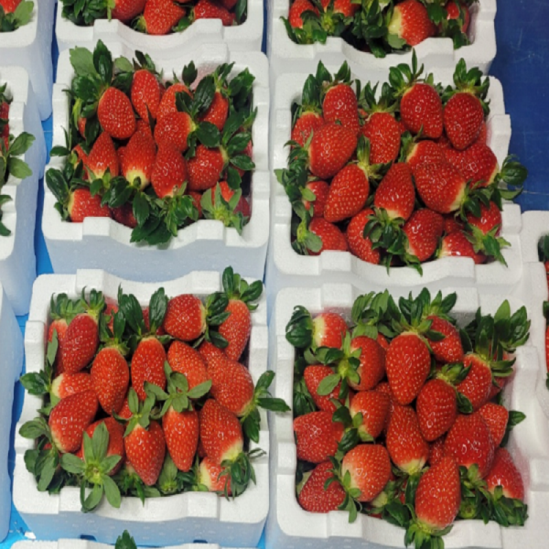 두타롱,두타롱 말림(동결건조)세트[딸기말림15g*4봉, 사과말림 15g*4봉] / 15g*10봉 [국산딸기100%, 국산사과100%, 삼척시가공센터 가공, 해썹]